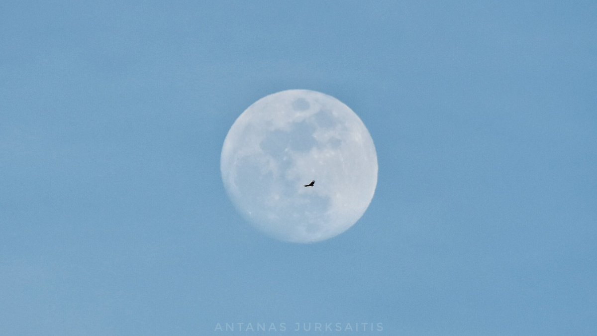 AntanasJL's tweet photo. La Luna tenía un lunar. https://t.co/tjTyftLgCB