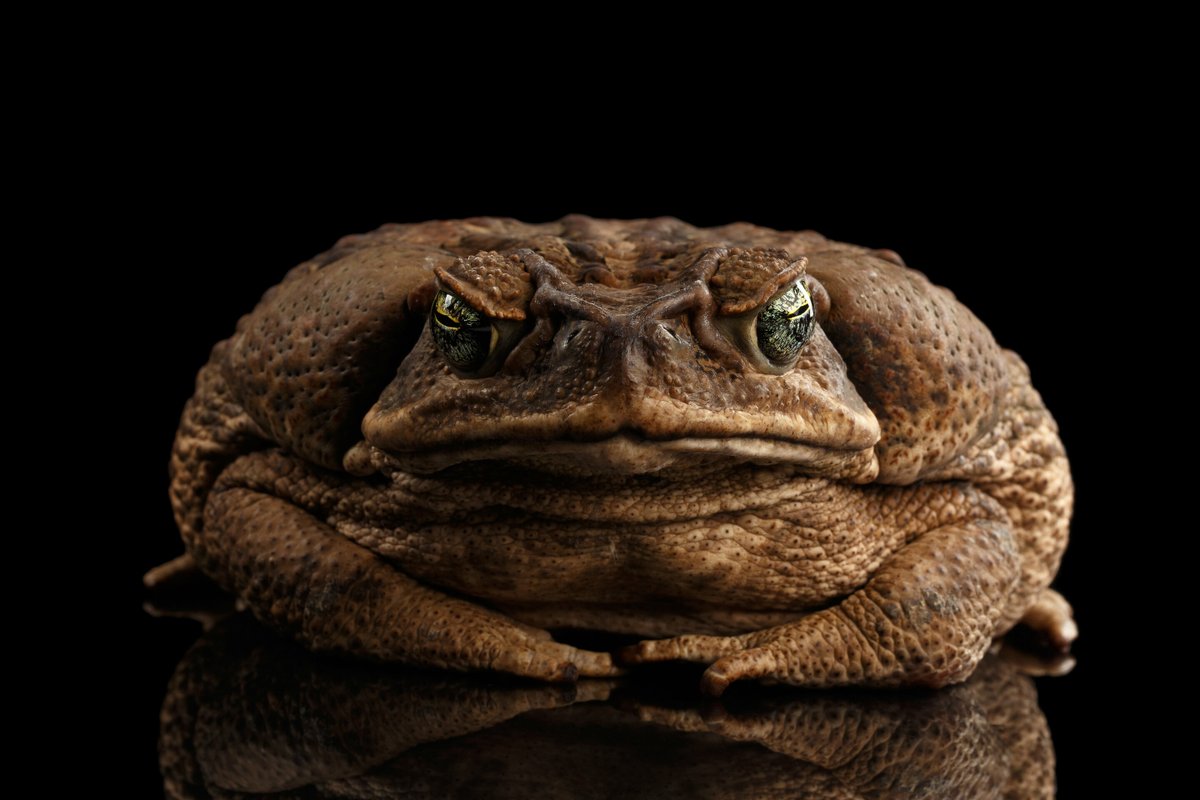 BoilingPointFM's tweet photo. Invasive species special!

Cane toads are devastating for AUS ecosystems, but there is a lot we can learn from them. @ATSentinella and @ScienceCath chat to #unswbees PhD student @Katarina_Stuart  about the lessons cane toads can teach us.

Listen in wherever you get your podcasts https://t.co/5vJMSVrS3A