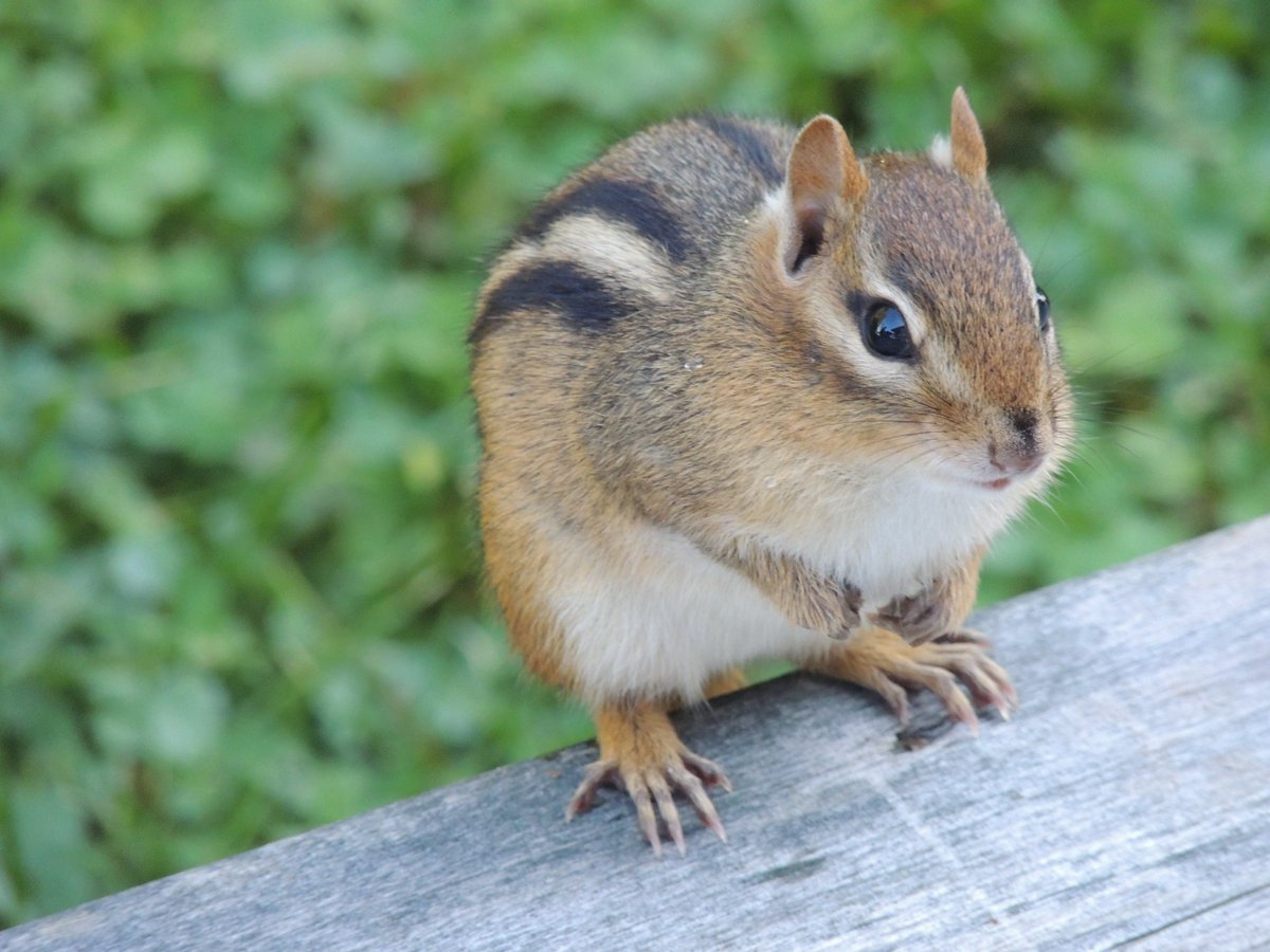 BreadButtered's tweet photo. We befriended this adorable little guy while at the cottage. We named him Chip Marooch because of his likability &amp; discerning taste for food - in particular, fresh, in-shell peanuts. 🥜🥜 #skipmarooch #BobsBurgers @BobsBurgersFOX @kumailn #cottagelife #chipmunk 🐿️ https://t.co/AAWpu5pmt8