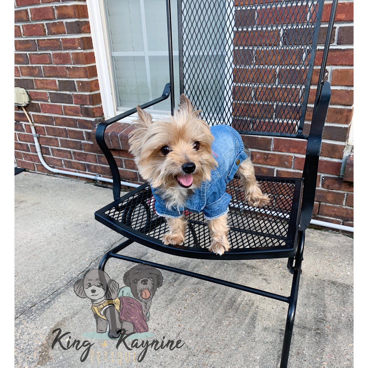 Our friend Marley Dressed in “Badlenciga” Denim Shirt

30% Off Sale Ends Soon

kingkaynine.com/?ref=c0nJGBaS-…

#shihtzu #petsofinstagram #petfriendly #doglover #petapparel #dogjacket #dogsofinsta #petfashion #dogbirthday #dogbirthdaycake #dograincoat #dogplaytime #dogplaydate