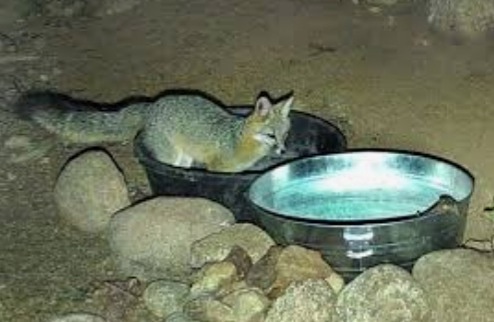 Utah, California, Arizona, and Colorado please be aware that wild animals are fleeing the fires and they may show up in your yards.  Please put out buckets of water for them - they are scared, exhausted, and have also lost their homes #waterforwildlife