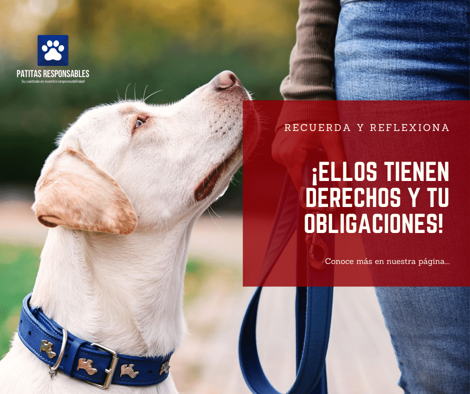 HenryJimenezG's tweet photo. “Los animales existen en el mundo por sus propias razones. No fueron hechos para el ser humano, del mismo modo que los negros no fueron hechos para los blancos, ni la mujer para el hombre”. (Alice Walker) #alicewalker #DerechoAnimal @j_pabloandres https://t.co/YrjeilerQb https://t.co/VwY0gCNVcL
