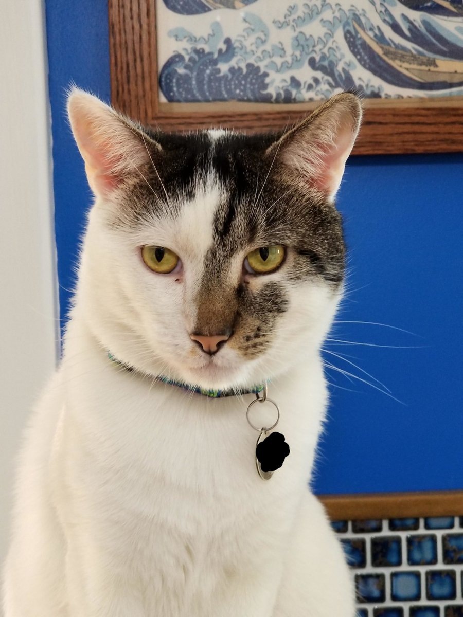 MeowMoeDotCom's tweet photo. You know I'm #Devilishly #Handsome.
#Cats #Cat #Kittens #Kitten #Kitty #Pets #Pet #Meow #Moe #CuteCats #CuteCat #CuteKittens #CuteKitten #MeowMoe
https://t.co/0sIRczsBgY https://t.co/XUzksM5094