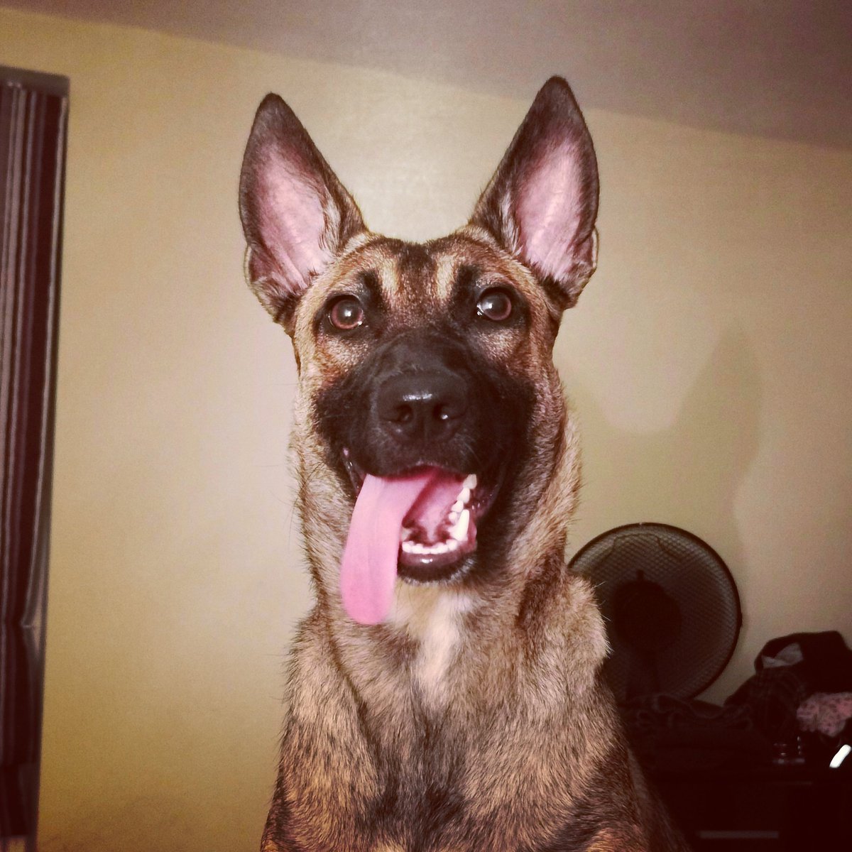 LukeWatts1's tweet photo. Not a #belgianmalinois that is going to sleep anytime soon!

#dogsoftwitter #mansbestfriend https://t.co/iYcrfh6xCT