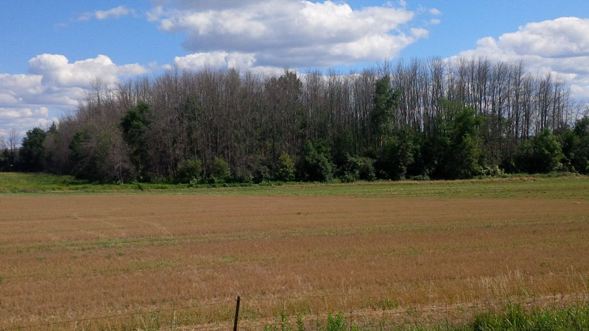 Emerald Ash Borer damage in August near Maryhill ON. Thankfully, not every forest around here looks this bad but the devastation is severe and wide spread. Those trees are dead.
Many Southern Ontario forests will definitely not represent net sinks for CO2 for several years.