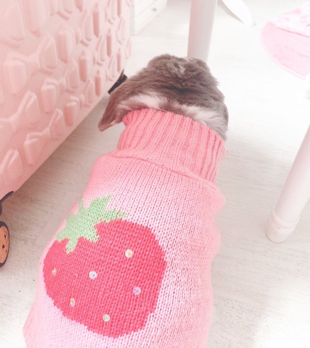 ArthurBun's tweet photo. Cozy today in my strawberry jumper🍓🌸 https://t.co/OGS02WFDGY