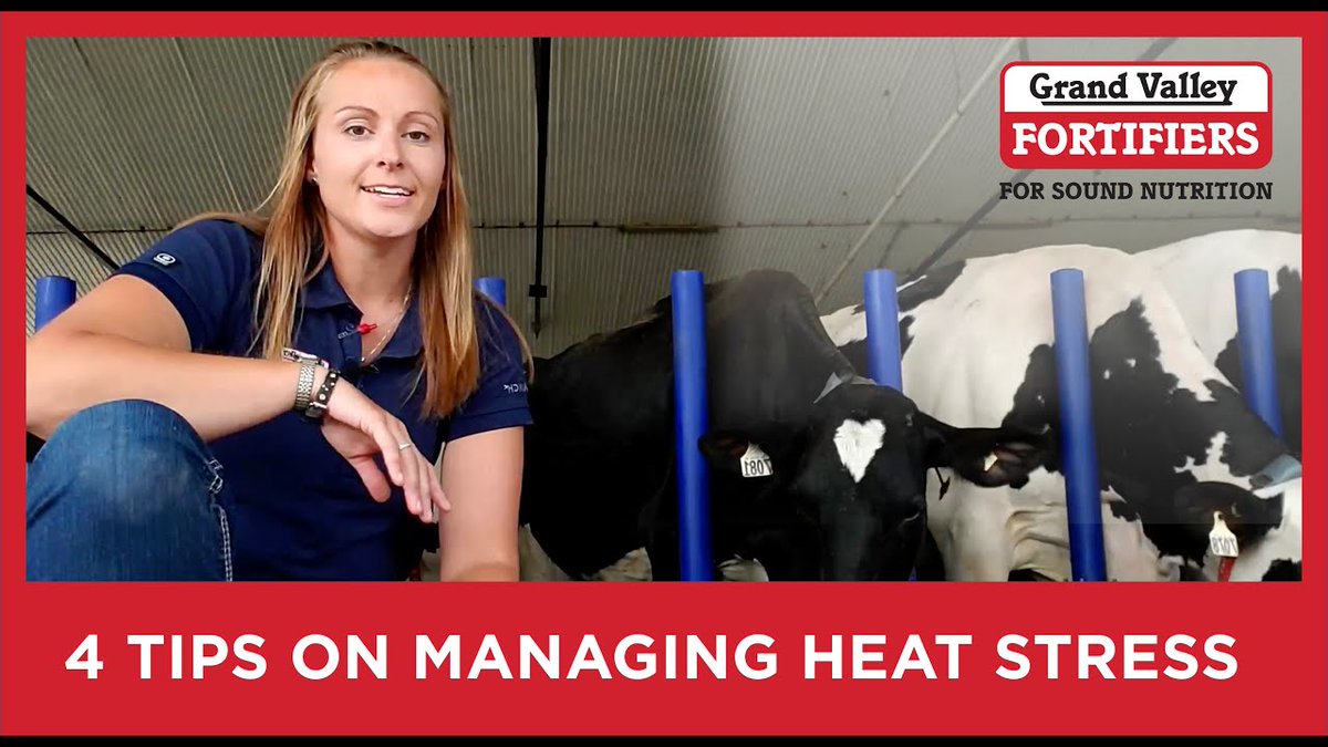GVFdairy's tweet photo. Dealing with heat stress in your barn? Check out the video below where GVF Dairy Specialist, Margaret Currie goes over 4 helpful tips for dealing with heat stress in your barn.
https://t.co/KpP5dZaAsN https://t.co/ver1tEEH99
