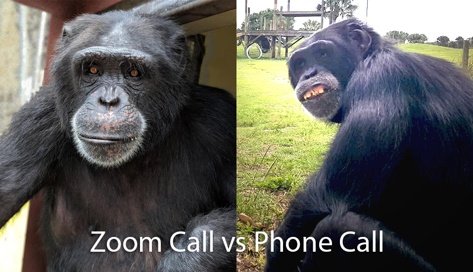 SaveTheChimps's tweet image. Anyone else over Zoom calls? 🙈 #WorkFromHomeChallenge #AllieTheChimp