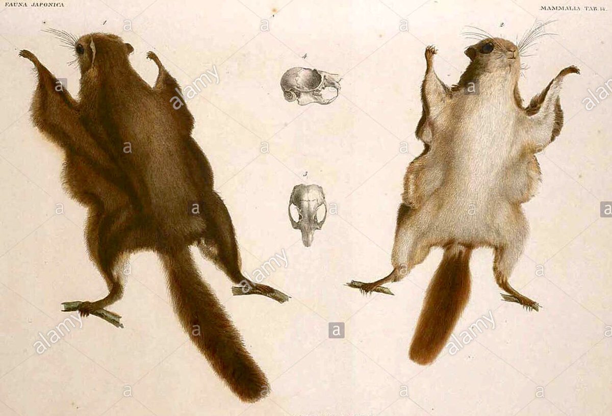 Michael Nissnick V Twitter La Ardilla Voladora Gigante Japonesa Es La Mayor Ardilla Del Mundo Pues Puede Alcanzar Un Metro De Largo De Los Que 40 Centimetros Corresponden A La Cola Curiosidades