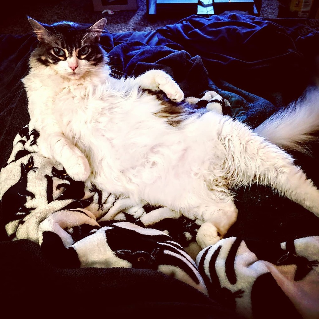 TangledEarthArt's tweet photo. "paint me like one of your French girls"
#catsofinstagram #catsarethebest #fluffycat #fluffycatsofinstagram #paintmelikeoneofyourfrenchgirls #cathelper #thisiswhyicantgetanythingdone https://t.co/QaRFz8MQuw https://t.co/kcZsr2Gr1z