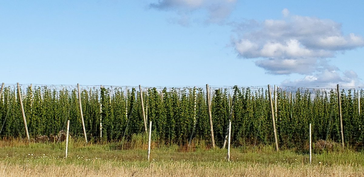 mibeerdrinker's tweet photo. What a beautiful sight! Suport made in Michigan by buying Michigan craft beer made with Michigan hops!! We have the hops. Just east of TC on 72 heading to Kalkaska. #micraftbeer #michiganbeer #michiganhops #mihops #drinkmichiganbeer #michiganbeerdrinker #mibeerdrinker https://t.co/DGefsbx7mw