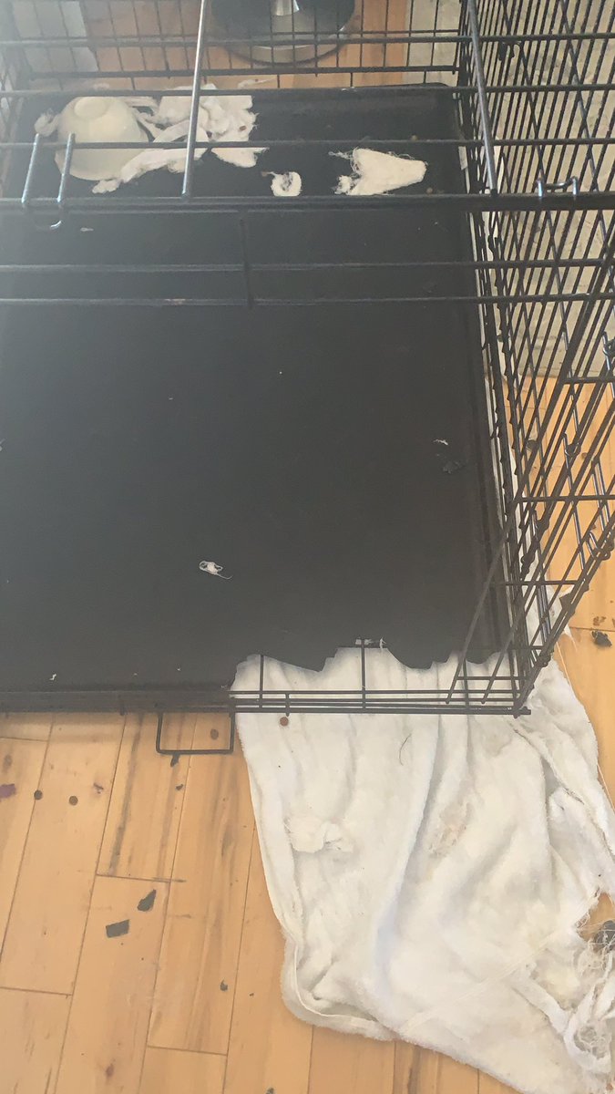 anwanamaker57's tweet photo. Get a husky they said. Itll be fun they said. https://t.co/IVqNK60YoS
