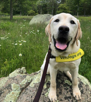 VetDogsProducts's tweet photo. Izzy is here to bring a smile to everyone’s face! 🐶 Share your cutest #PupPics with us to spread some joy this August! 😍 https://t.co/uiLYcXDGaD