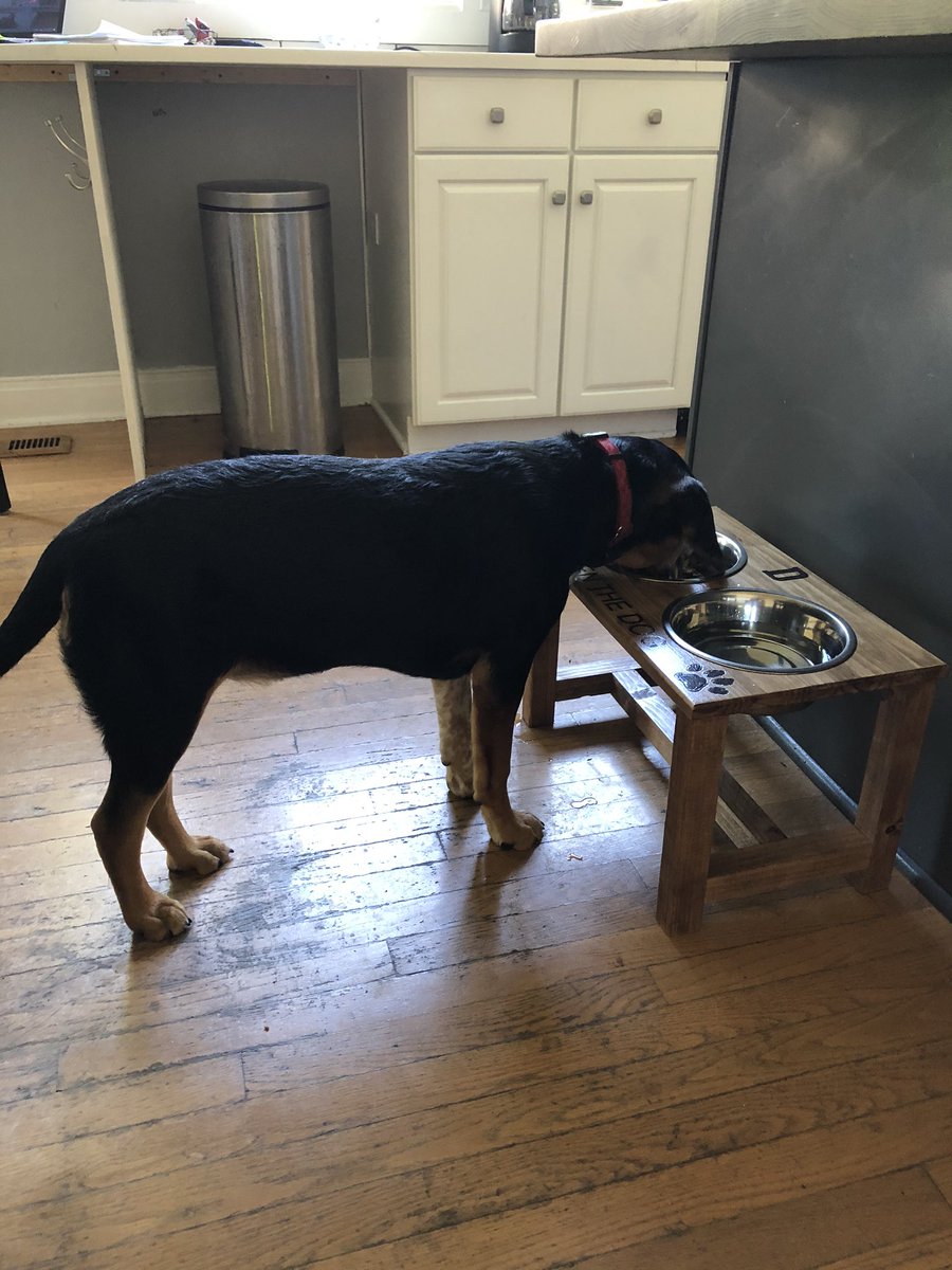 richhawk6's tweet photo. Many thanks @JLabus11 &amp; @tables4tuition !!! New setup for #Benthedog is perfect!!! https://t.co/sl5WZ4VxWe