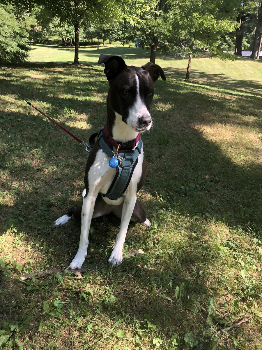 suckmyass2023's tweet photo. Junie has been enjoying the parks in the 815 again 💚 #815outside https://t.co/Be0TLaBNEs