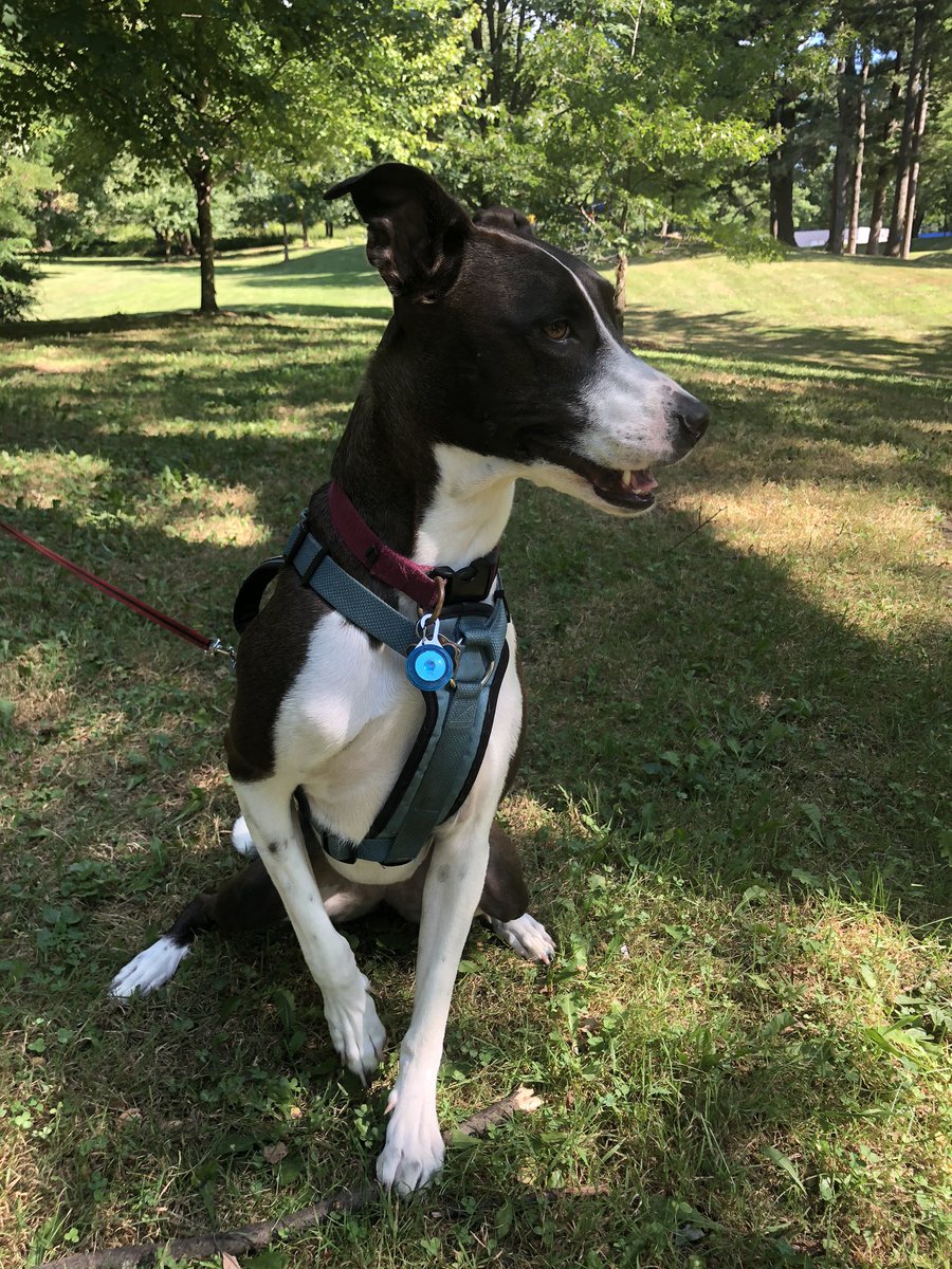 suckmyass2023's tweet photo. Junie has been enjoying the parks in the 815 again 💚 #815outside https://t.co/Be0TLaBNEs