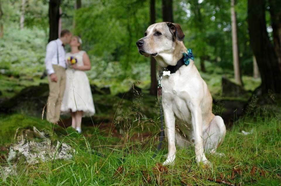 ArryCain's tweet photo. Me &amp; Mr Arry got married 4 years ago today! We didn't spend any of the day together, but we did have steak and chips for tea and then spent nearly 4 hours cooking dog treats for our best dog @ElvisTDog Keeping the dream alive 🤗🥰 https://t.co/PCS86fUo60