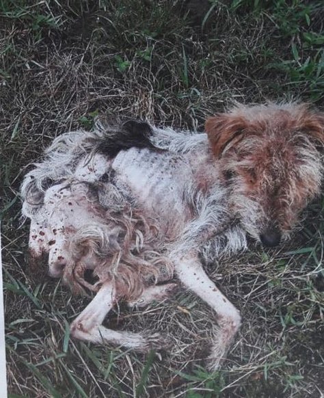 SosAbuelos1's tweet photo. 🔸𝗔𝗧𝗘𝗡𝗖𝗜𝗢𝗡!!!🔸
ALGUIEN TUVO QUE HABER VISTO ALGO!

Se busca al responsable de esta atrocidad cometída en ORTUELLA #VIZCAYA

Sigamos compartiendo por favor!
Si tienes información contacta con;

Policía Municipal de Ortuella o
682 88 00 78 // katulovers.ortuella@gmail.com https://t.co/ob1my33jTX