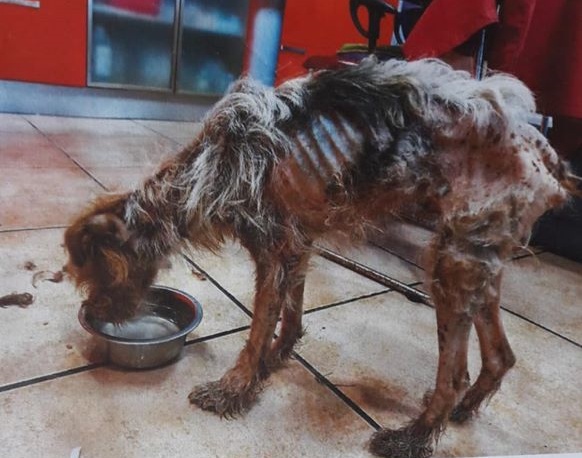 SosAbuelos1's tweet photo. 🔸𝗔𝗧𝗘𝗡𝗖𝗜𝗢𝗡!!!🔸
ALGUIEN TUVO QUE HABER VISTO ALGO!

Se busca al responsable de esta atrocidad cometída en ORTUELLA #VIZCAYA

Sigamos compartiendo por favor!
Si tienes información contacta con;

Policía Municipal de Ortuella o
682 88 00 78 // katulovers.ortuella@gmail.com https://t.co/ob1my33jTX