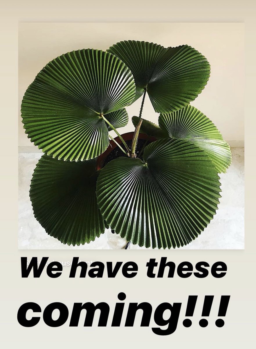 PlantstandAZ's tweet photo. Sneak peak at what's to come ;) https://t.co/3xADEq1240