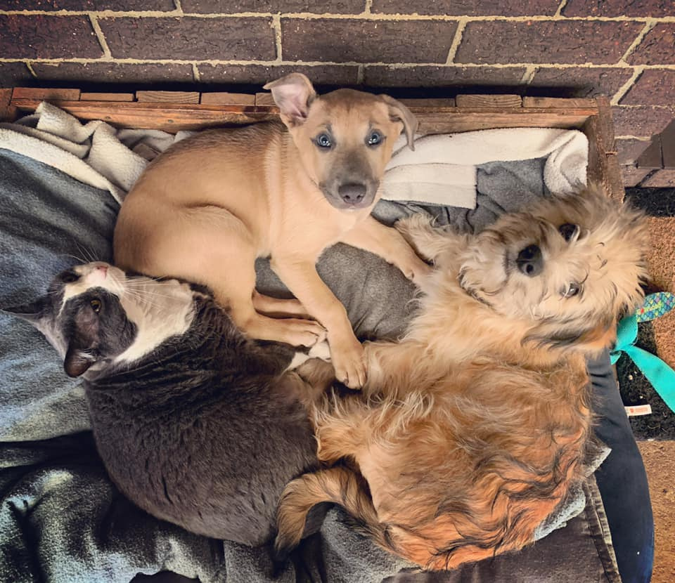 4lyfe_rescue's tweet photo. ❄️Cold weather❄️ brings everyone together😍

#Alex4Lyfe #Cheddar4Lyfe #PetsofCanberra #CatsofCanberra #DogsofCanberra #PuppiesofInstagram https://t.co/ZFZfK9uEs1