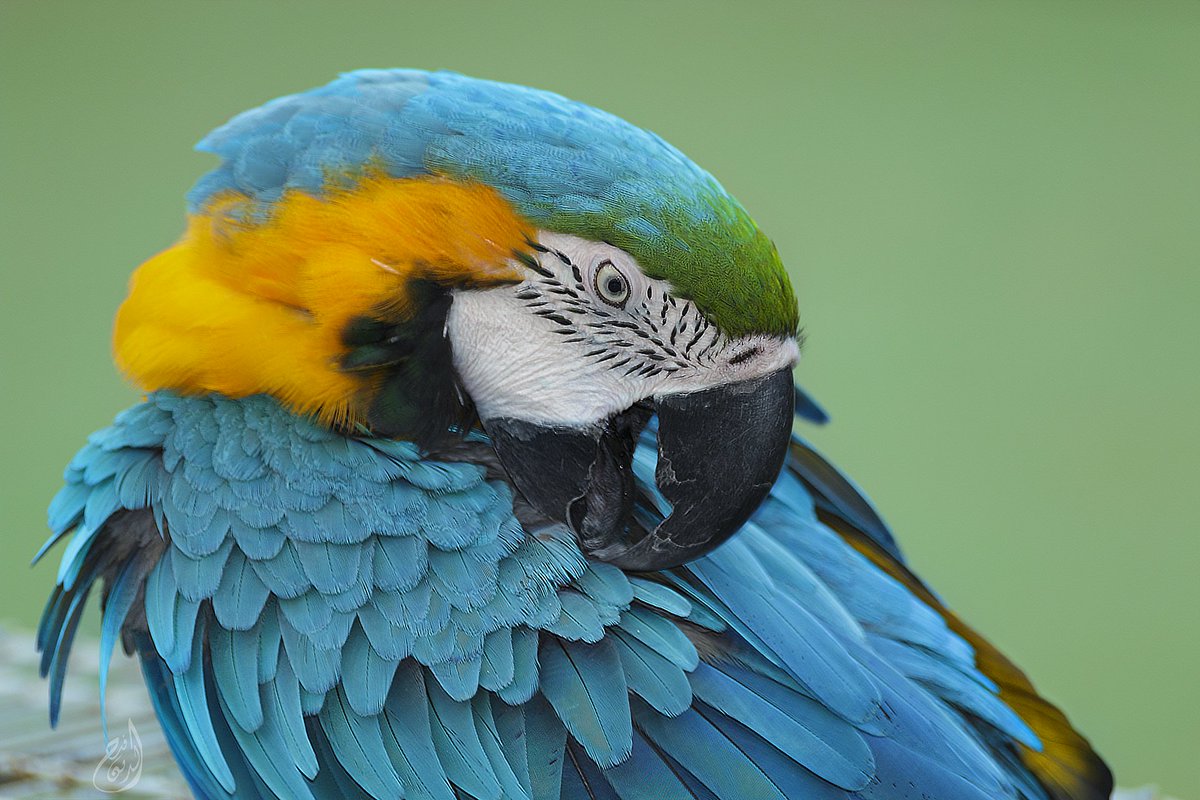 ابو فراس tweet media