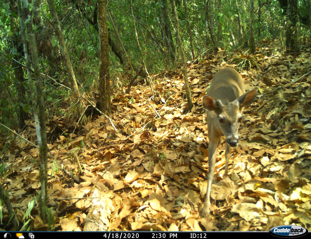 Nepthaly08's tweet photo. Bonito #Venado cola blanca captado en la Reserva de la Biósfera el Triunfo #REBITRI.
#Salvemosnuestrosbosques https://t.co/BMhdnDgm4c