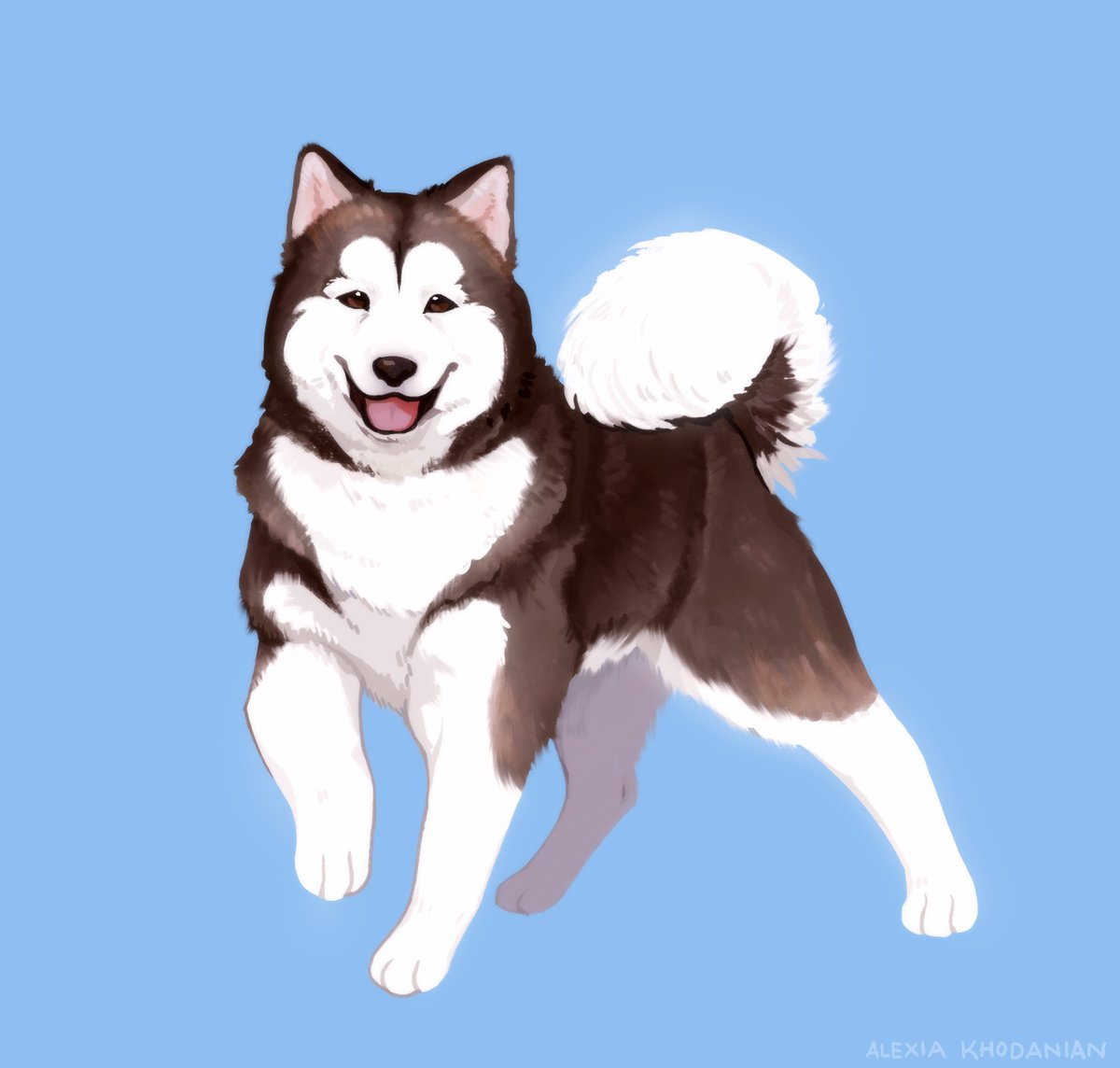  #doggust day 18: Alaskan Malamute!! So many fluffies this time of year...