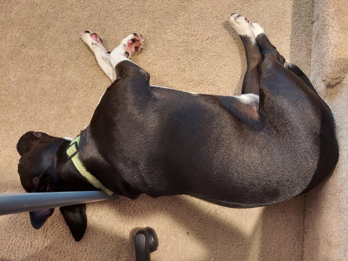 One of the few good things about the pandemic - every day has been take our fur sons to work day.

#dog #dogs #DogsOfTwitter #MongrelBrothers #mongrel #mongrels #mutt #mutts #muttstagram #dogstagram #furson #furbaby #furchild

#coronavirus
#COVID19
#pandemic
#SocialDistancing