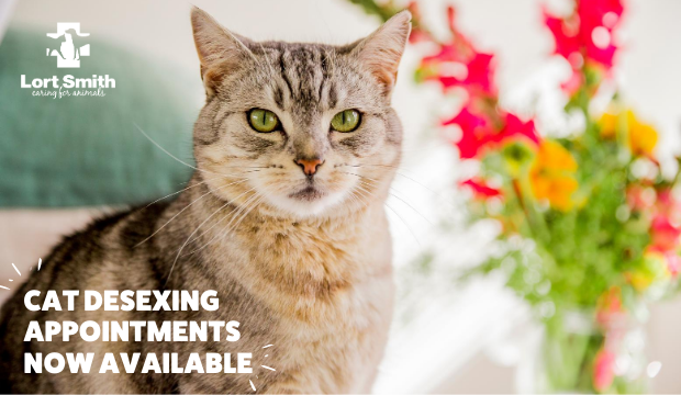 LortSmith's tweet photo. Lort Smith is now taking desexing appointments for cats (only).
☎️ Call 9328 3021 to book today!
Check if your council is part of the desexing voucher scheme which offers a discount to those who possess concession or benefit cards.
https://t.co/20ZrFfK7CM
#desex #kittenseason https://t.co/JcxFR7EcGp