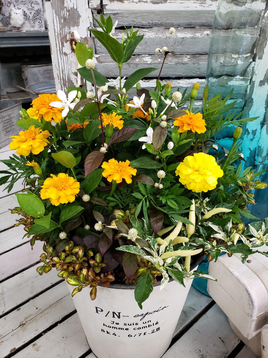 ジョイフル本田 ガーデンセンター ガーデンセンター守谷店 本日の寄せ植え マリーゴールドをメインにリーフや小花を添えて 晩秋まで楽しめるアレンジに仕上げました 寄せ植え アレンジ ガーデンニング マリーゴールド トウガラシ コプロスマ ジョイフル本田 ガーデンセンター ガーデンセンター守谷店 本日の寄せ植え マリーゴールドをメインにリーフや小花を添えて 晩秋まで楽しめるアレンジに仕上げました 寄せ植え アレンジ ガーデンニング マリーゴールド トウガラシ コプロスマ