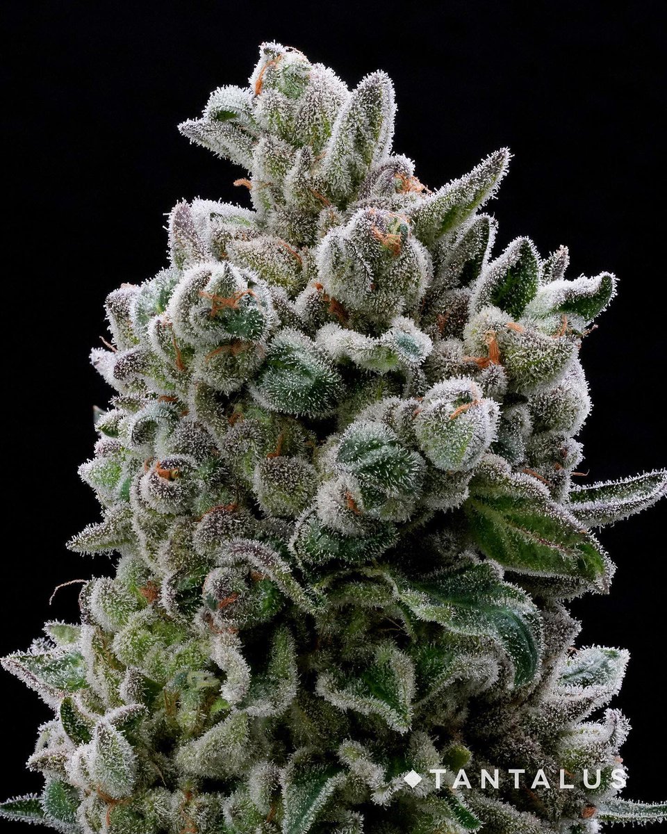 Three words. A city in California + rhymes with bush + is eaten in slices.

We’ve got 3 months upcoming of new strain releases, starting in September with this 23.96% flower. Who knows the one?