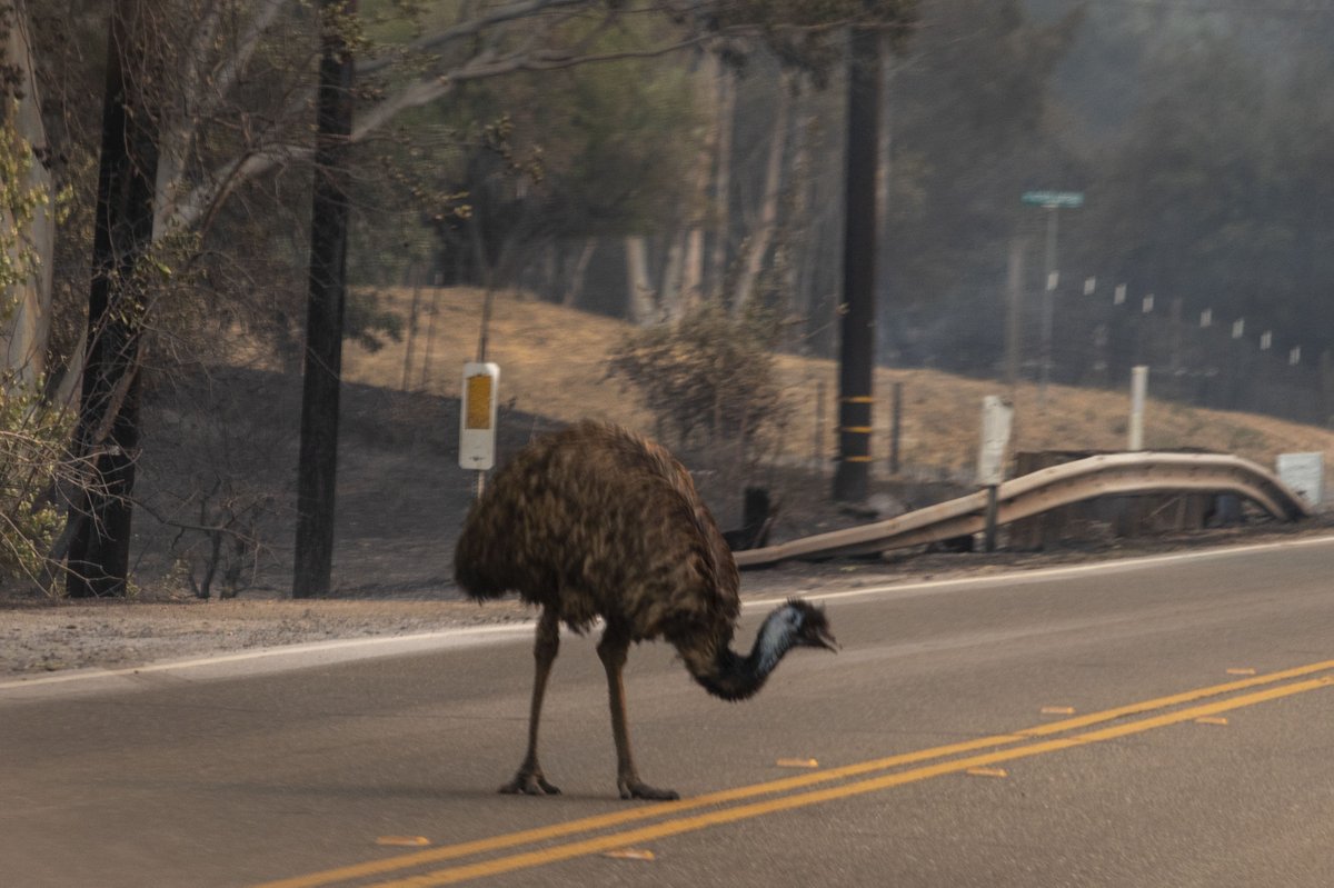 Gieson Cacho (@gcacho) on Twitter photo Just to show how surreal it is in the Bay Area right now. <a href="/karlmondon/">Karl Mondon</a> took a photo of an escaped emu on the road in Vacaville. AN EMU! I hope it's OK. Just to show how surreal it is in the Bay Area right now. <a href="/karlmondon/">Karl Mondon</a> took a photo of an escaped emu on the road in Vacaville. AN EMU! I hope it's OK.