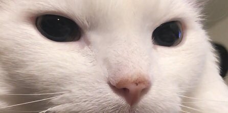 ThurstonWaffles's tweet photo. Nope he still not stopping 😭 https://t.co/YC2ERFTOka