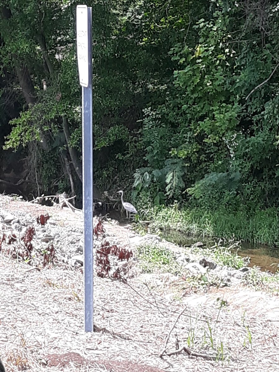 SciCoachOv's tweet photo. #ISpyScience @AshleyAcademy 
I saw a #heron fly over the school and land in the stream. Ashley may need a new mascot! #WeDoScienceWell @WSFCS_Science https://t.co/vc8NhGAb6E