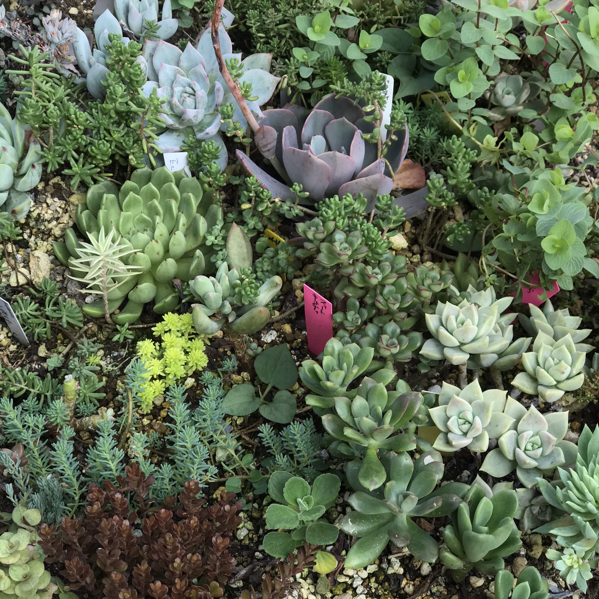 Ta29 Kitchen S S おはようございます 蒸し暑い朝です 地植えの放置多肉 長梅雨で になったのもいくつか バーナランス紅葉 真ん中のグスト増やしたい 多肉植物 多肉植物地植え グスト ラウリンゼ ダスティーローズ 薄氷