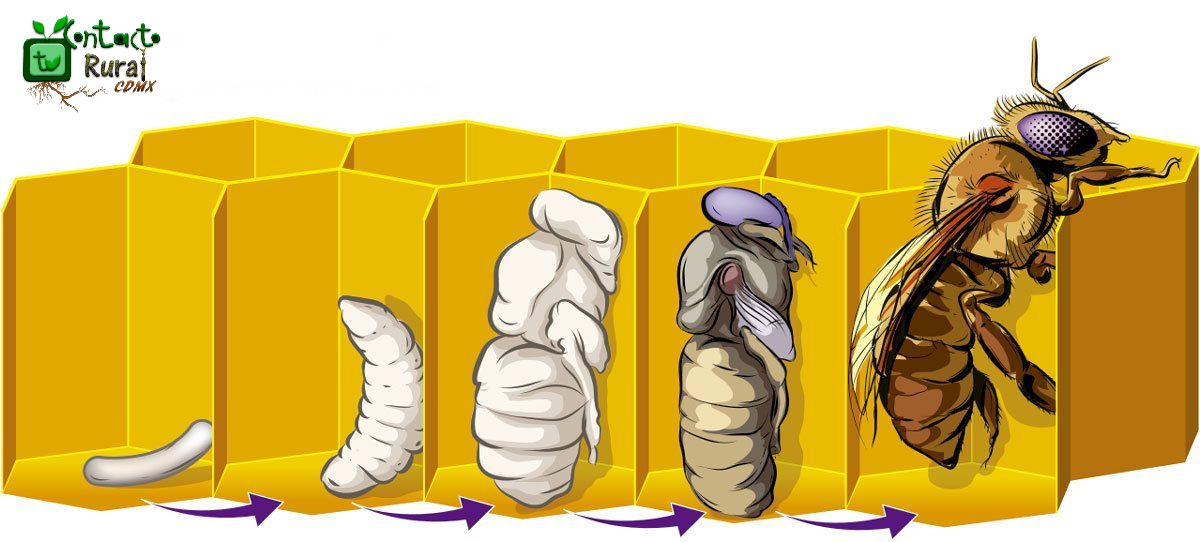 TVContactoRural's tweet photo. ¿Sabías que...?
Cuando las #Abejas salen de sus celdas, "nacen" siendo adultas. Durante su desarrollo, las larvas son alimentadas con  de dos formas diferentes: con polen y néctar si están destinadas a ser obreras o zánganos y con #JaleaReal si se convertirán en reinas. https://t.co/Sy7fymAtKY