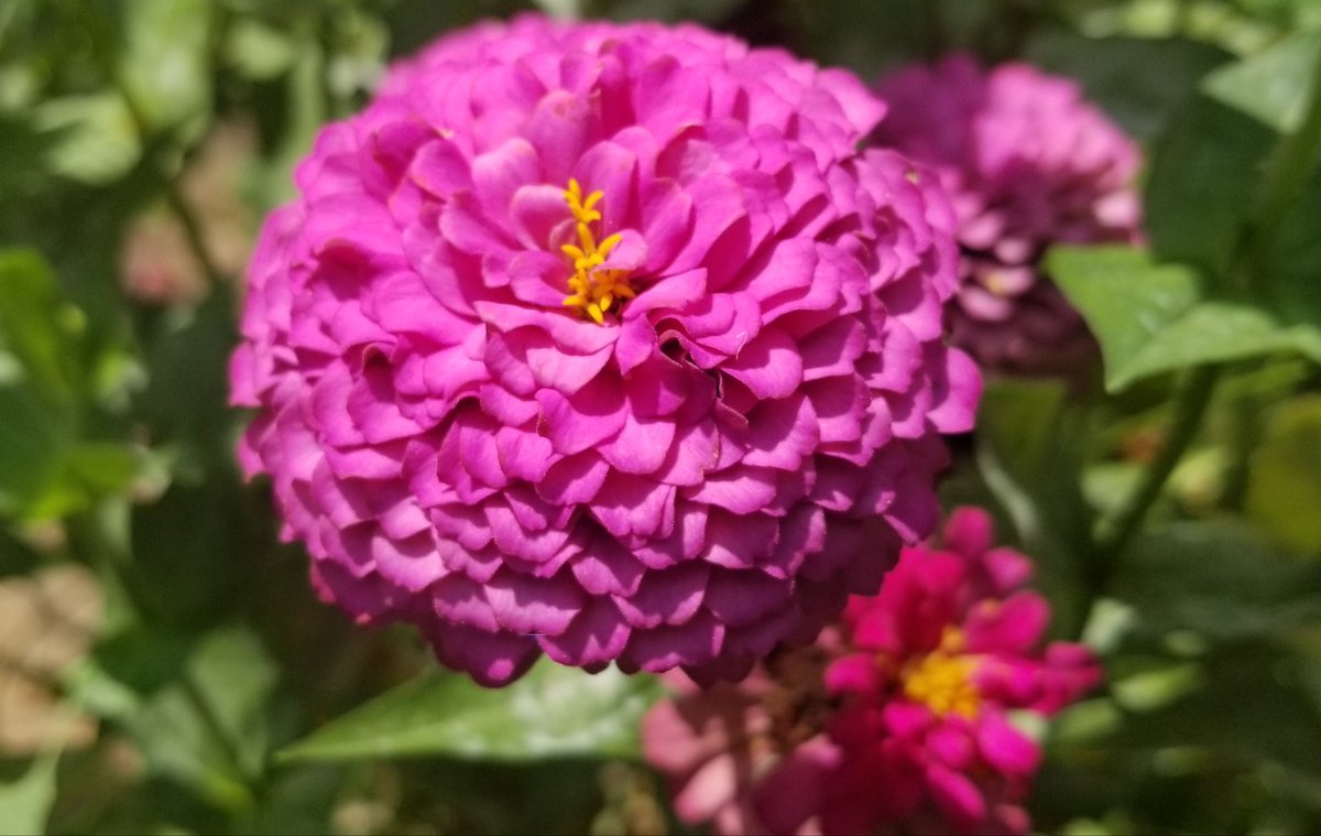 This Nana Grey was working in her garden today. Flowers are blooming and the butterflies, bumblebees, and hummingbirds are having a field day pollinating.