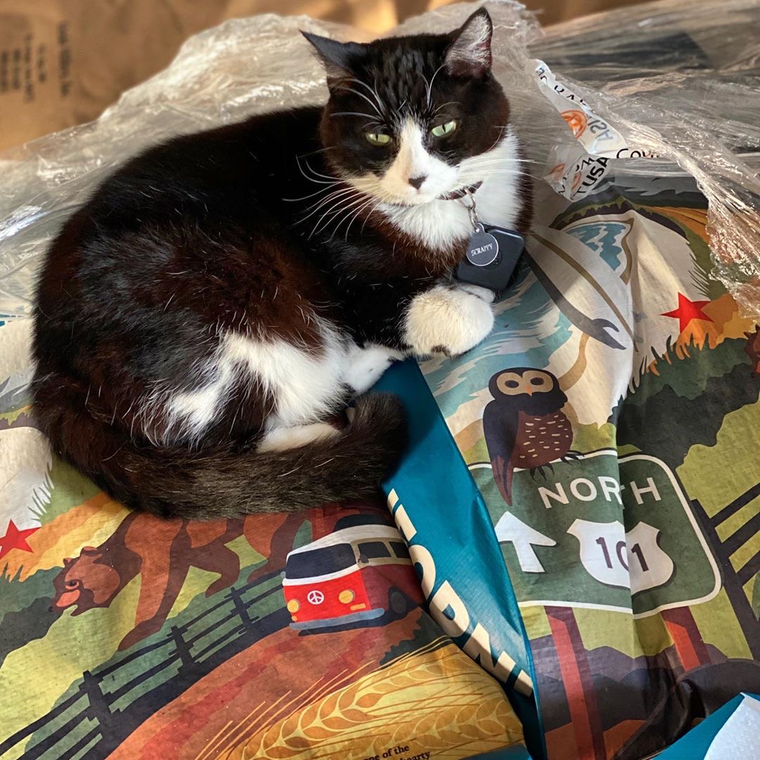 We love updates from @LAaleworks adorable resident Scrappy. We've been told that Scrappy loves a catnap on our Pure California Malt! #GreatWesternMalt #CaliforniaBeer