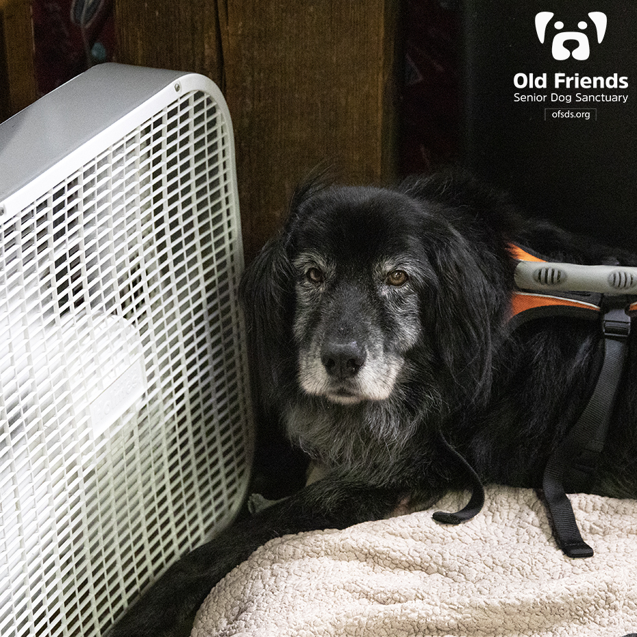 oldfriendssds's tweet photo. "I selected the coolest spot for bedtime!"- Rex
#ofsds #ofsdsrex #seniordogs #ofsdsgoodnight https://t.co/vO7FaOjKtO
