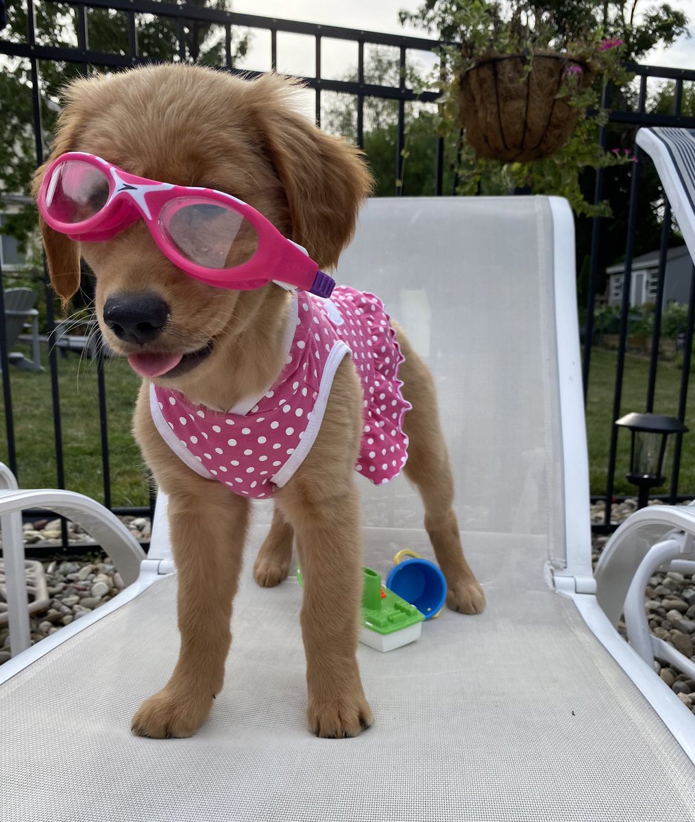 dog_rates's tweet photo. This is Hildy. She had a lovely day by the pool. Her doggles were a little big but they matched her suit so it’s fine. 12/10 https://t.co/aFLbK4uc7v