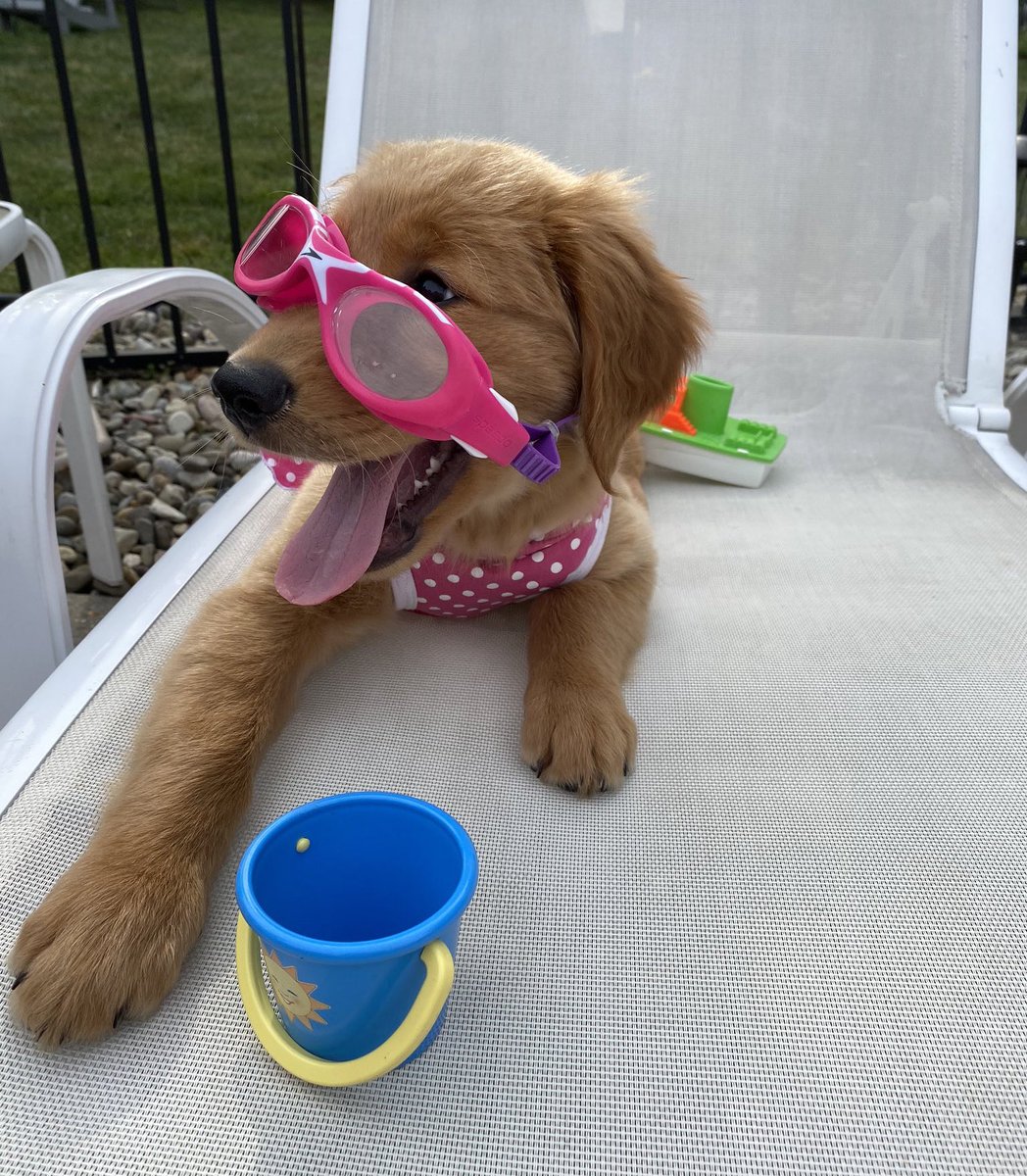 dog_rates's tweet photo. This is Hildy. She had a lovely day by the pool. Her doggles were a little big but they matched her suit so it’s fine. 12/10 https://t.co/aFLbK4uc7v