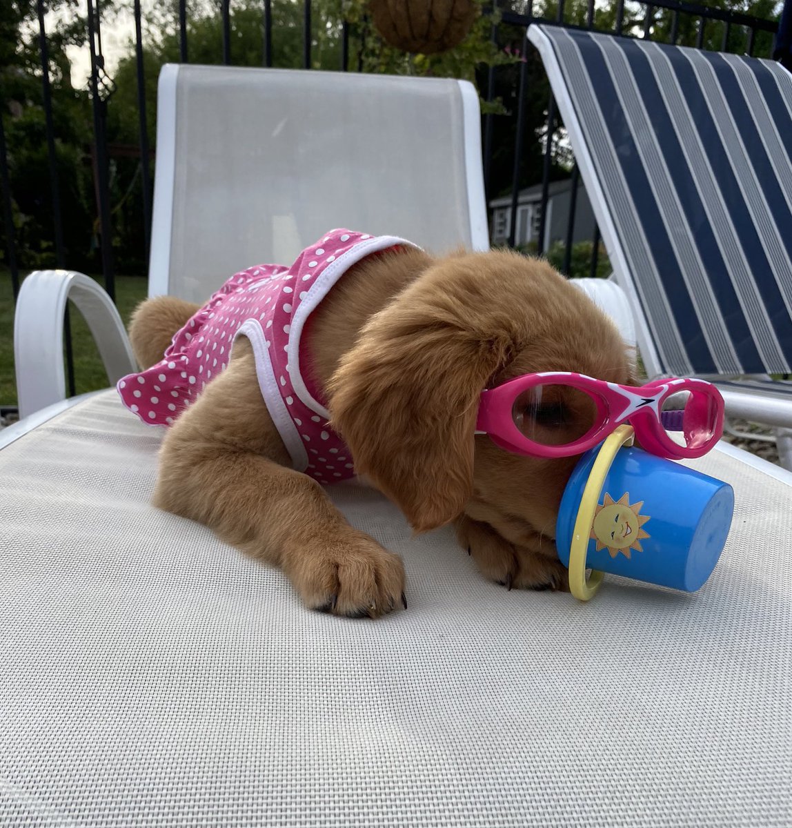 This is Hildy. She had a lovely day by the pool. Her doggles were a little big but they matched her suit so it’s fine. 12/10