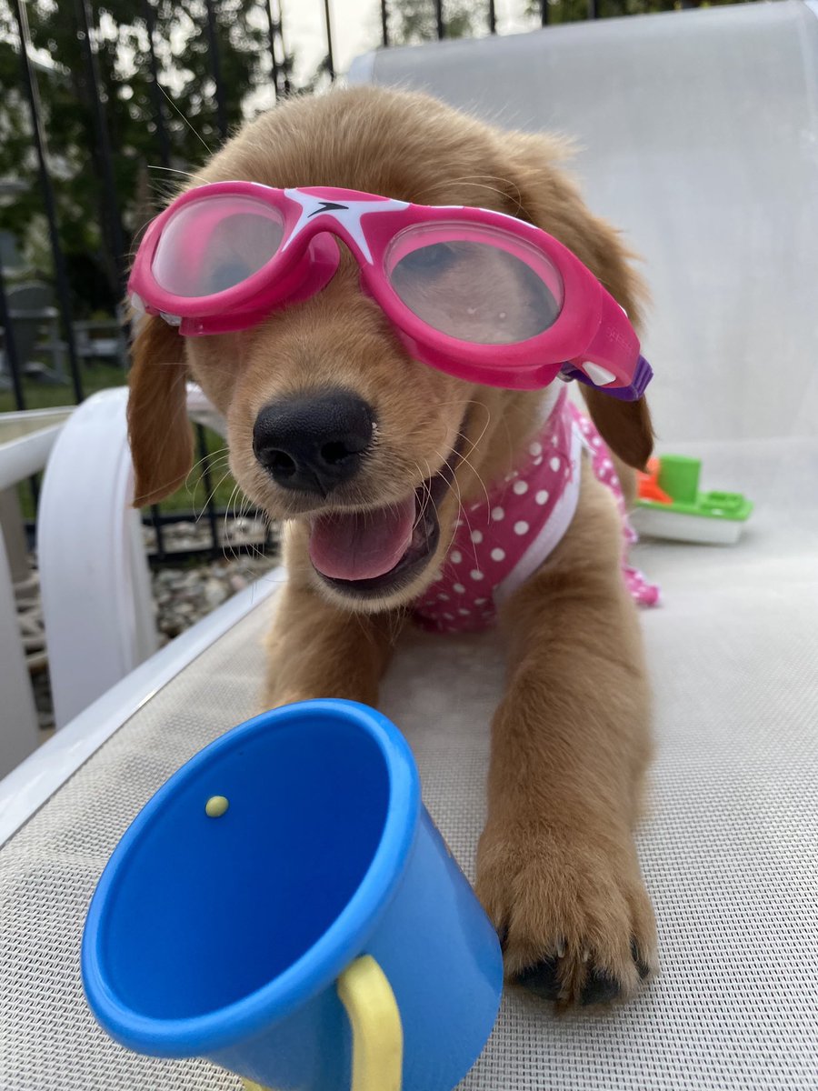 dog_rates's tweet photo. This is Hildy. She had a lovely day by the pool. Her doggles were a little big but they matched her suit so it’s fine. 12/10 https://t.co/aFLbK4uc7v