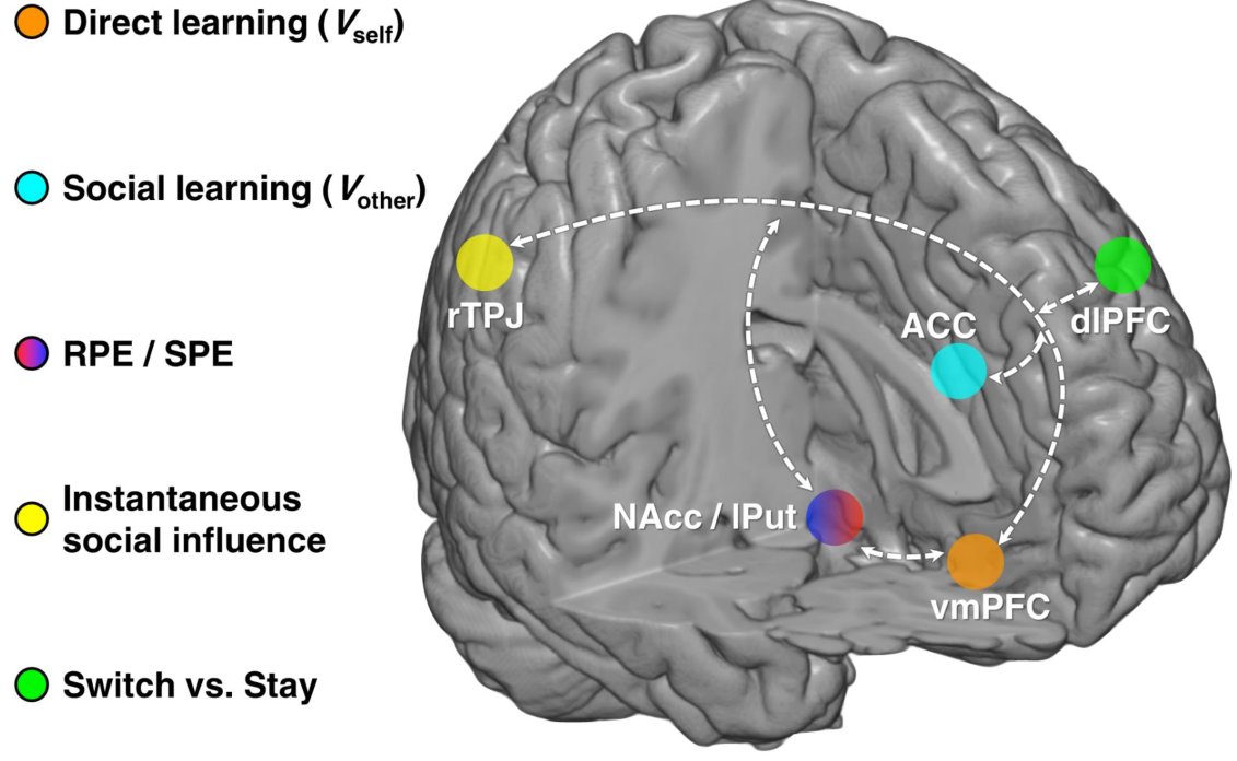 These findings, together with another connectivity analysis, indicate an integrated brain network supporting social influence in human decision-making. (12/15)