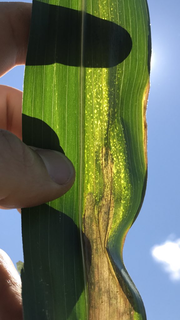 Common question...”Is it Goss’s Wilt?” Diagnostic trick: Look for black freckles on water soaked lesion that turn translucent when held up to light.<a href="/PioneerSeedsCA/">Pioneer Seeds Canada</a>