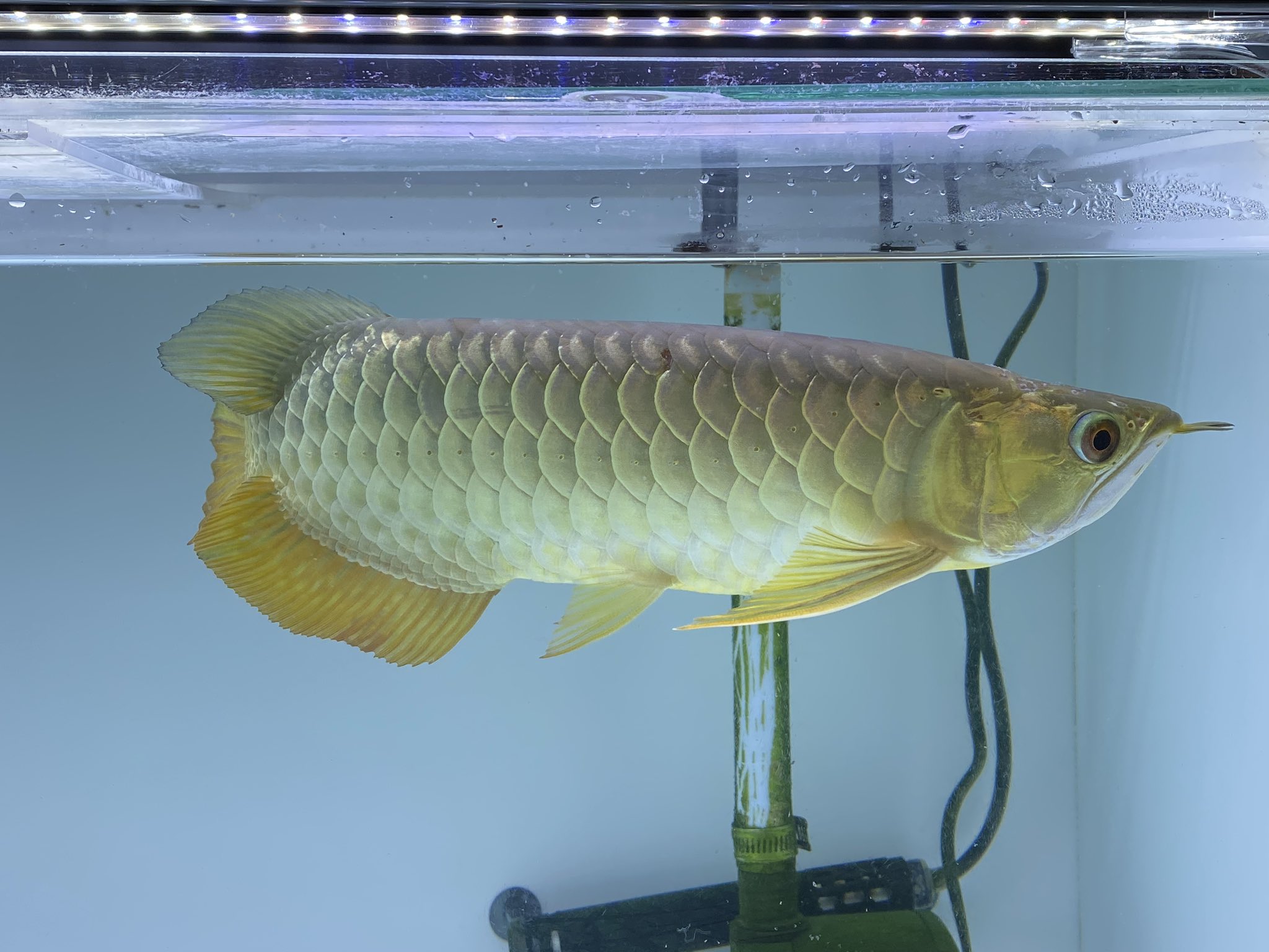 Twitter 上的 ひろ おはようございます 半年ほど飼育してる過背金龍何ですが頭の所が削れた様になってます 穴あき とも思いましたが酷くならず現状維持のままです 詳しい方教えて下さい 対処法もあればお願い致します アロワナ 病気 古代魚 アロワナ好きと