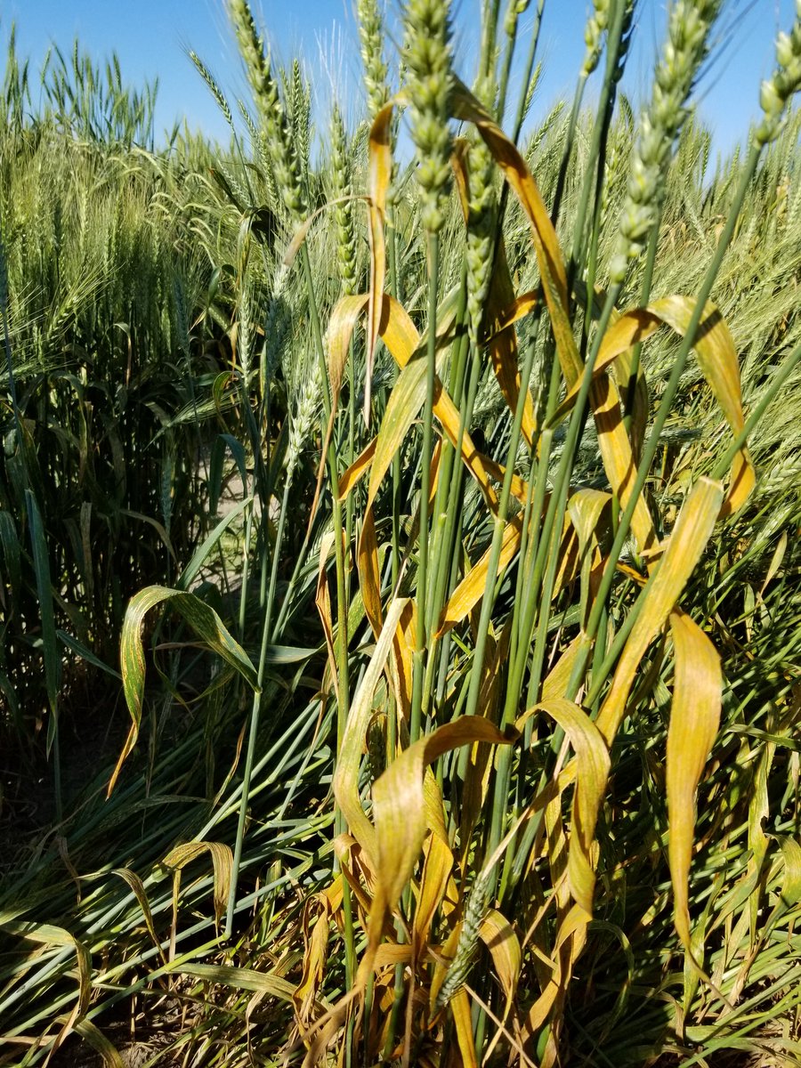 WheatSingh's tweet photo. Excellent expression of #StripeRust among #wheatbreeding populations in Lethbridge #RustNeverSleep #GeneticsAtWork @albertawheat @SaskWheat @globalrust https://t.co/jNfURroFIi