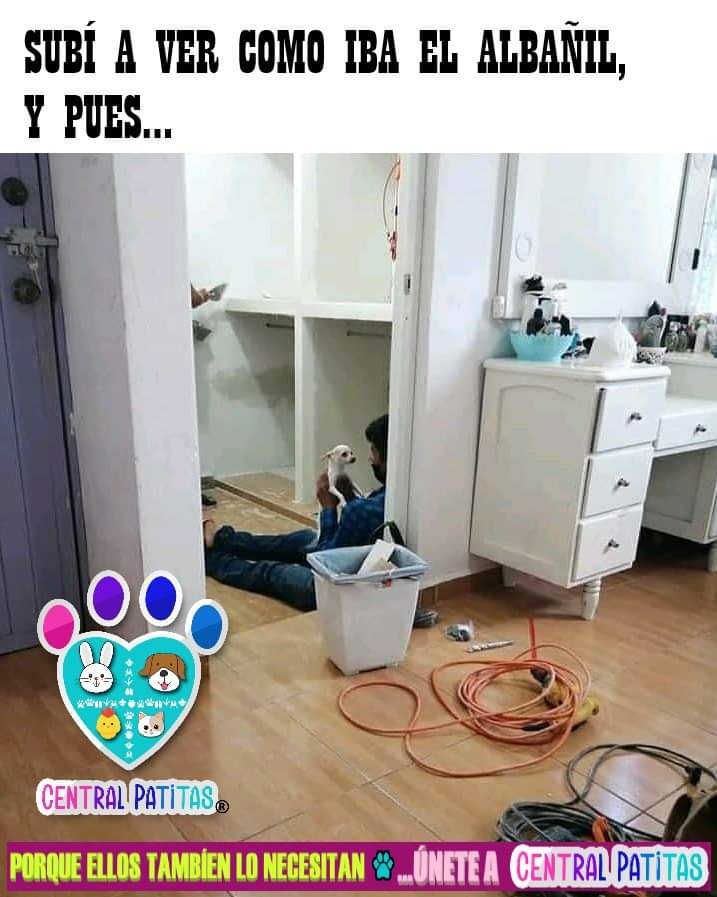 Como no distraerse... 🙊😍
#CentralPatitas #Ayudanosaayudar