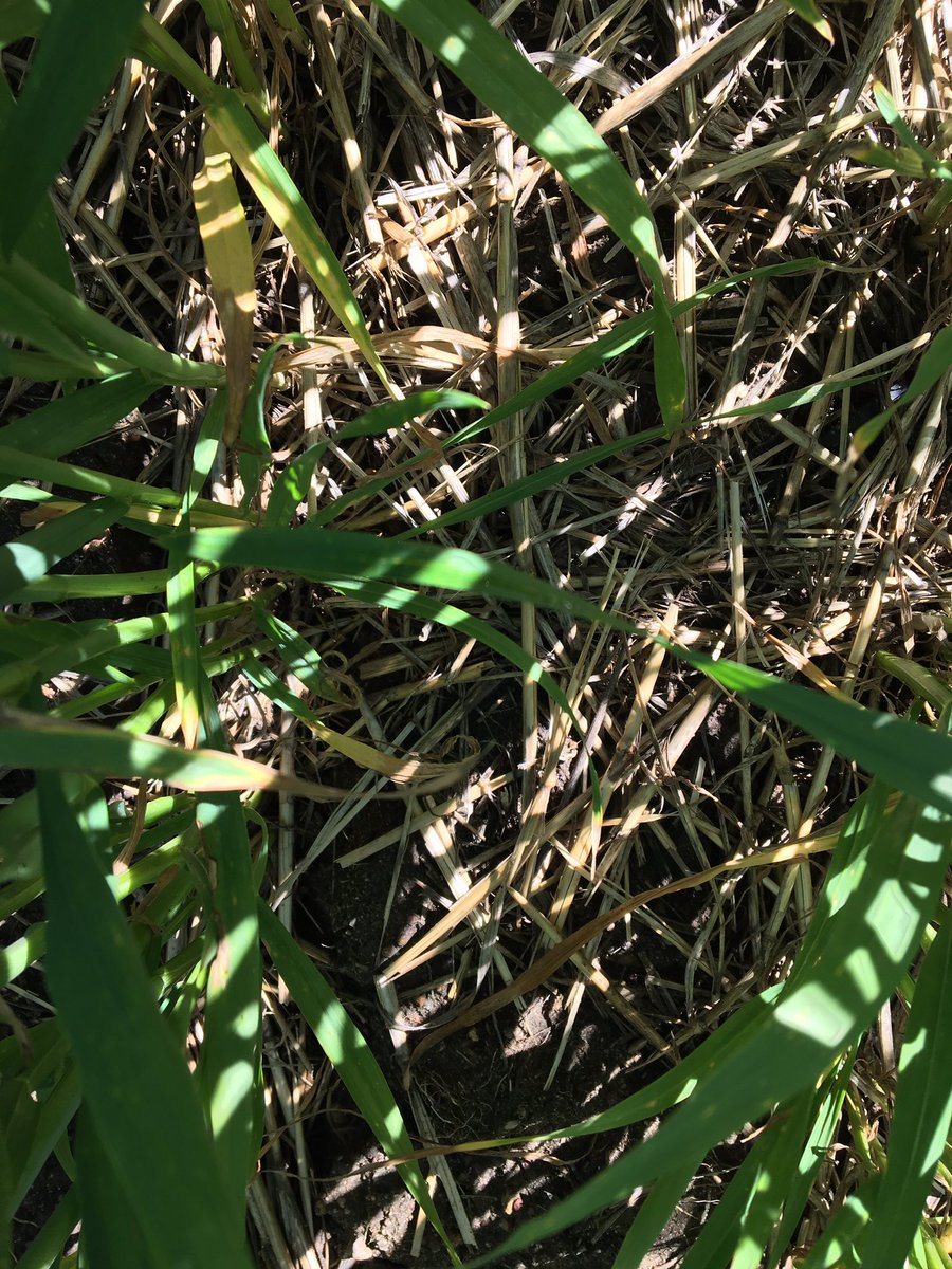 ben_biddulph's tweet photo. Exciting results from @DPIRDbroadacre ❄️ lab on a chilly morning. Crop residues are very good ice nucleators initiating freezing @ -3to5 degC as well as our +ve control. 🤞 will lead to better ❄️ stubble management recommendations than 🔥. #frostyfun #COGGO. https://t.co/UnGeH3GM4Y